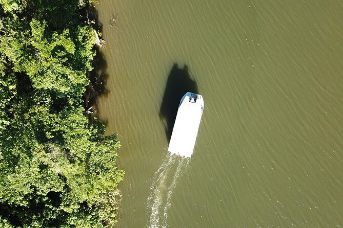 1-Hour Daintree River wildlife cruise - What Makes This Tour Special?