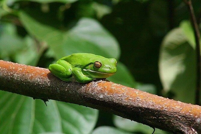 1-Hour Daintree River wildlife cruise - Practical Details