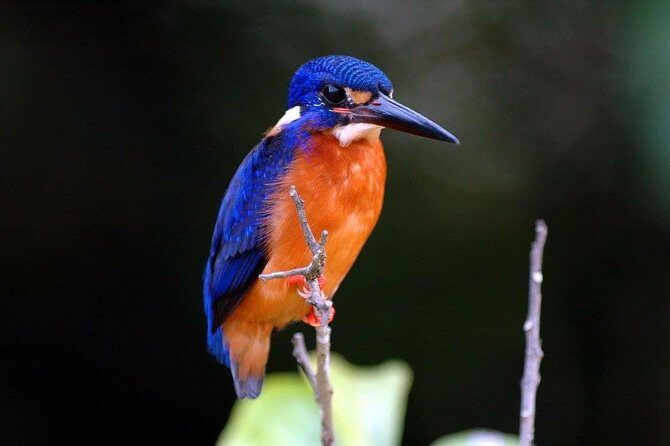 1-Hour Daintree River wildlife cruise - Who Will Love This Tour?