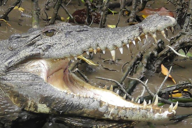 1-Hour Daintree River wildlife cruise - Frequently Asked Questions