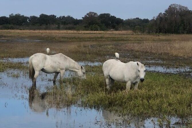 1 Hour Everglades Airboat Tour Central Florida - Stunning Views and Photography Opportunities
