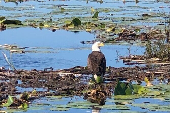 1 Hour Everglades Airboat Tour Central Florida - Price and Value