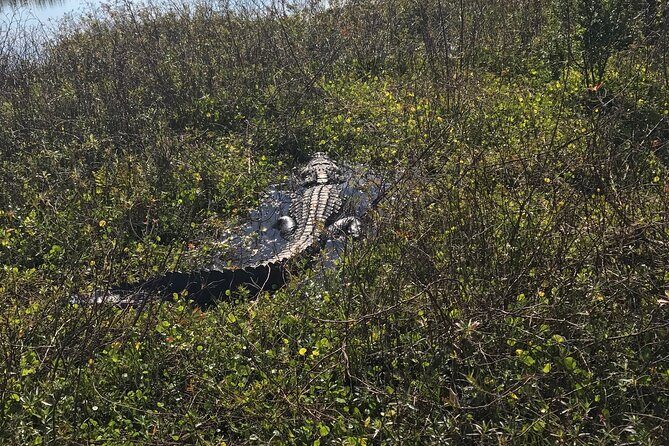1 Hour Everglades Airboat Tour Central Florida - Cancellation Policy and Practical Considerations