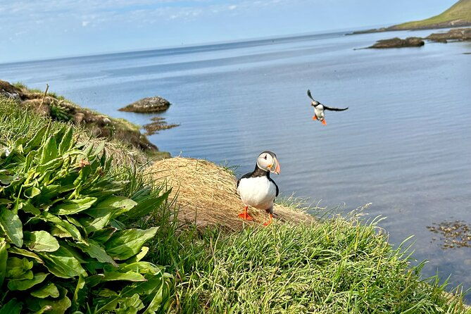 1-hour-iceland-nature-and-wildlife-rib-small-group-guided-safari