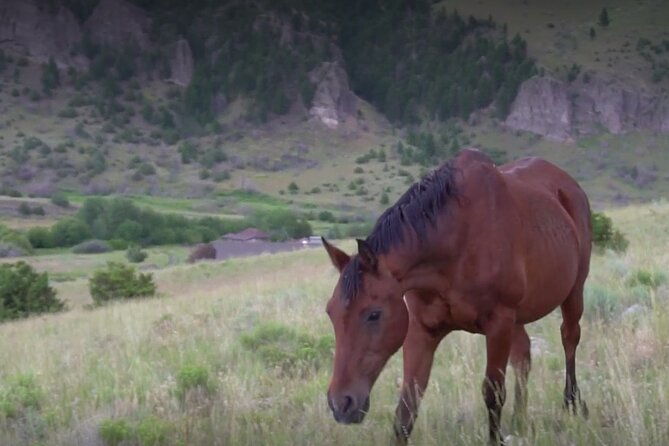1-hour-indoor-activity-horsemanship