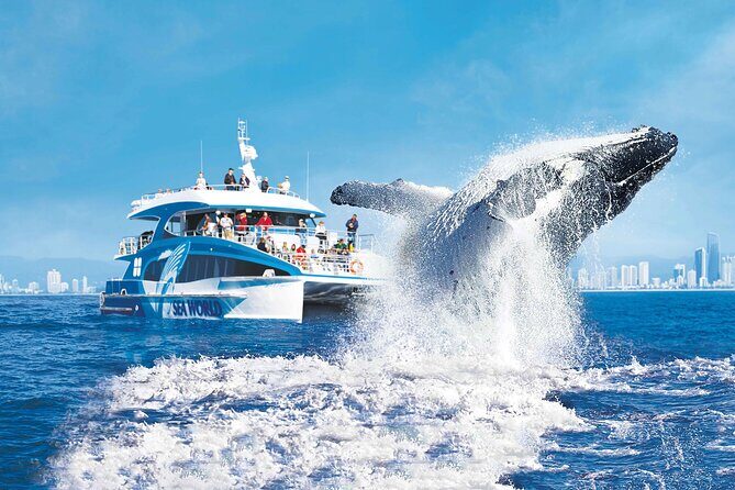 1 Hour Jet Ski Island Safari to South Stradbroke Island - Practical Tips for Travelers