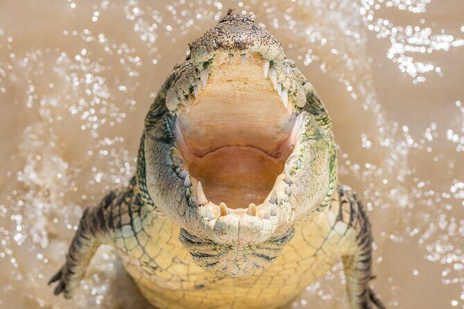 1 Hour Jumping Crocodile Cruise on the Adelaide River - Frequently Asked Questions