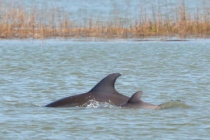 1-hour-private-dolphin-tour-hilton-head-island