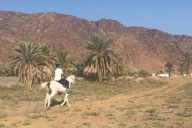 1 Hour Private Horse Riding in Madinah - Introduction