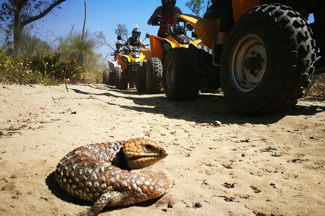 1 Hour Quad Bike Tours, only 30 minutes from Perth - Who Is This Tour Best For?