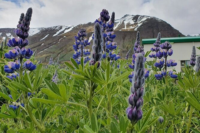 1-hour-siglufjordur-stroll