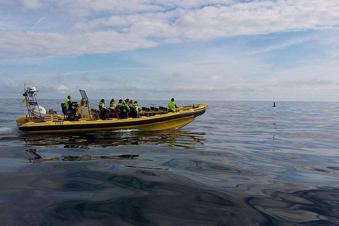 1-hour-small-group-sightseeing-boat-tour-in-vestmannaeyjar