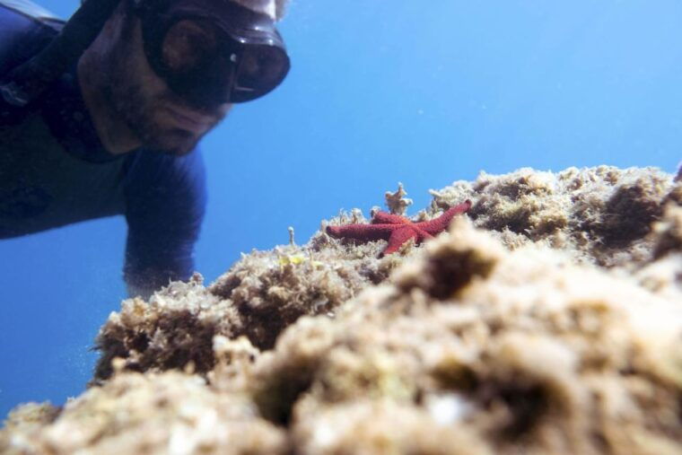 1-hour-snorkeling-tour-in-paraggi-bay-portofino