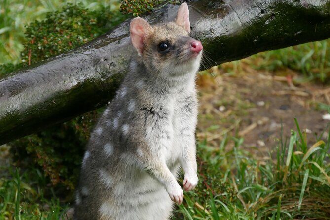 1-Hour Tasmanian Devil Feeding Day Tour at Cradle Mountain - What to Expect from the Tour
