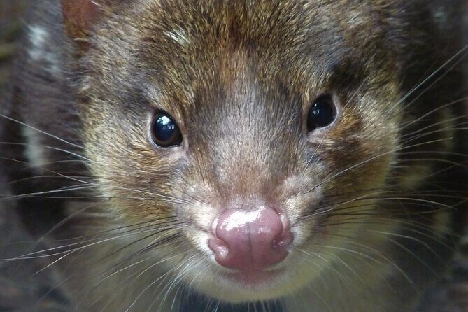 1-Hour Tasmanian Devil Feeding Day Tour at Cradle Mountain - Who Will Love This Tour?