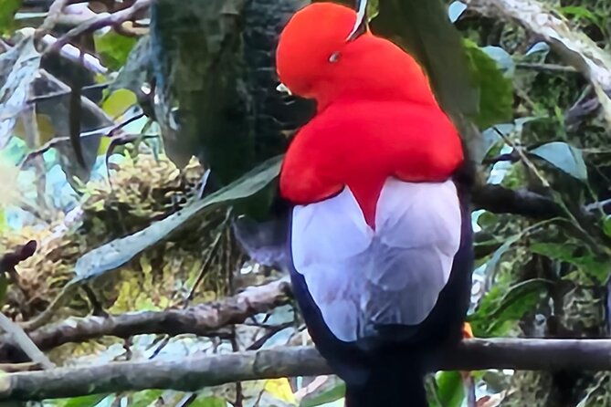 1-night-1-day-in-the-birdwatching-capital-of-ecuador-photo-tour