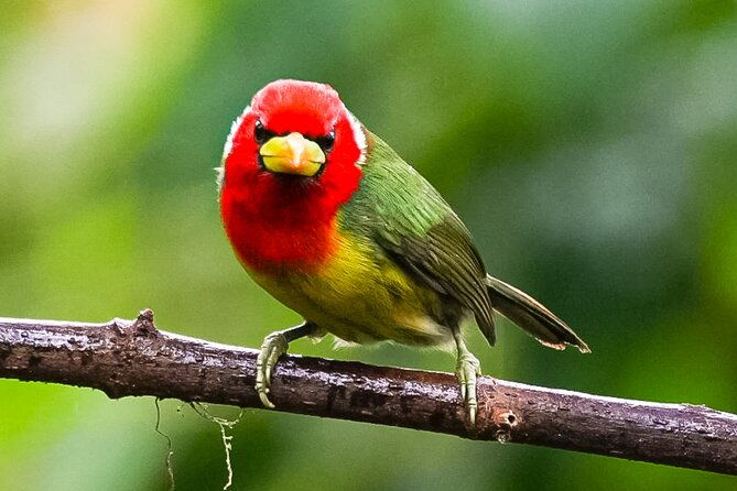 1-night-1-day-in-the-birdwatching-capital-of-ecuador-photo-tour