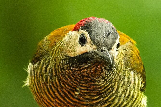 1-night-1-day-in-the-birdwatching-capital-of-ecuador-photo-tour