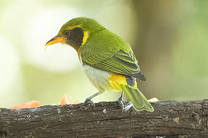 1-night-1-day-in-the-birdwatching-capital-of-ecuador-photo-tour