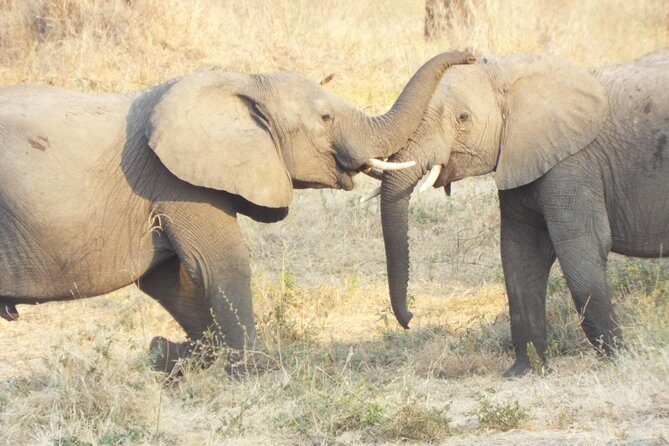 1 Night / 2 days at Mikumi National Park - The Itinerary in Detail: What to Expect on Your 2-Day Mikumi Safari