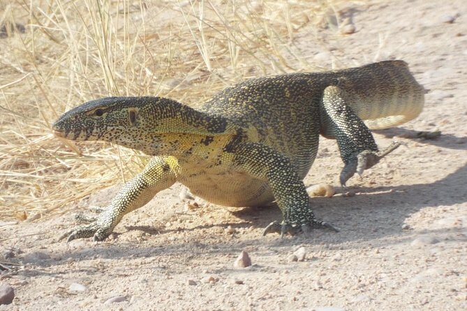 1 Night / 2 days at Mikumi National Park - Transportation and Comfort