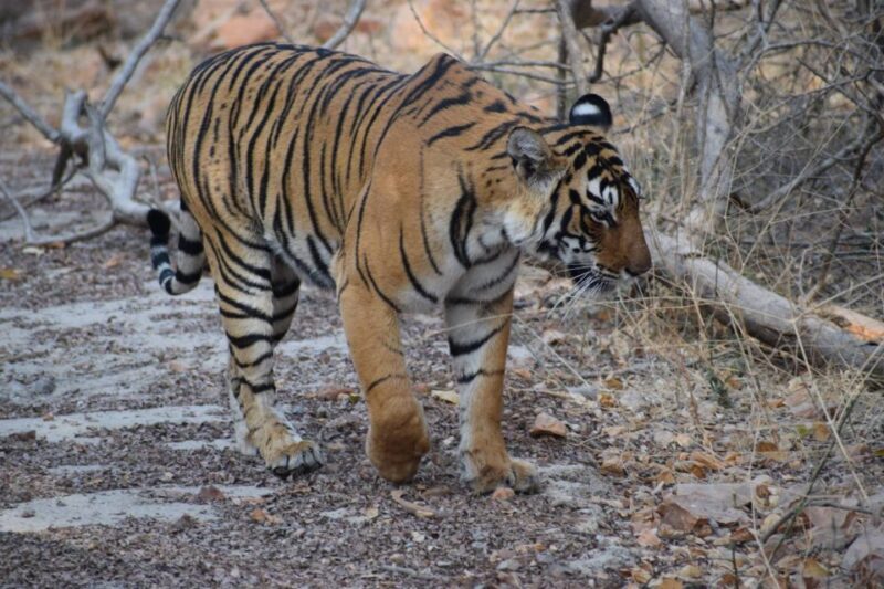 1 Night 2 Days Ranthambhore WildLife Tour From Jaipur - The Journey: From Jaipur to Ranthambore