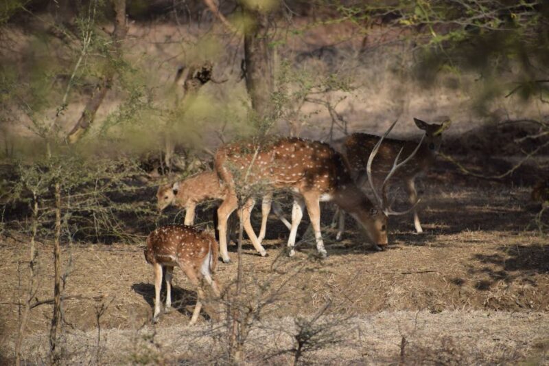 1 Night 2 Days Ranthambhore WildLife Tour From Jaipur - Final Thoughts: Who Should Consider This Tour?