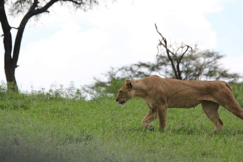 1-Night 2-Days to Mikumi from Dar-es-Salaam by luxury train - 1-Night 2-Days to Mikumi from Dar-es-Salaam by Luxury Train: A Detailed Review
