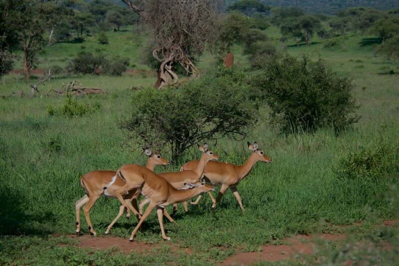 1-Night 2-Days to Mikumi from Dar-es-Salaam by luxury train - Whats Included and Why It Matters  