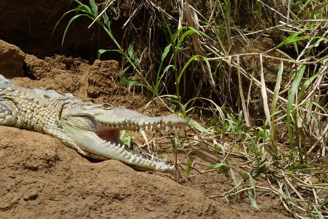 1-night-in-tortuguero-tour-to-the-tortuguero-national-park