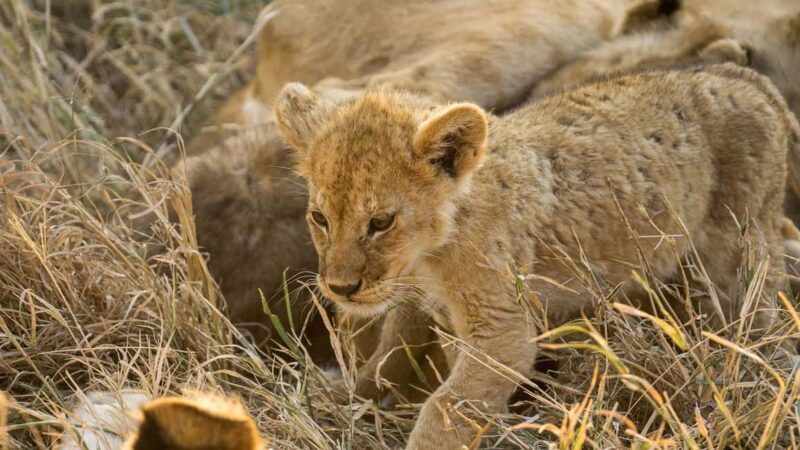 1 Night Mikumi Adventure safari From Dar es Salaam - Detailed Breakdown of the Itinerary