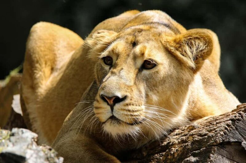 1 Night Mikumi Adventure safari From Dar es Salaam - Transport & Accommodation