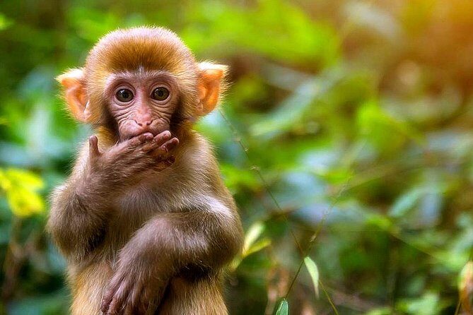 1 "Pandora" Day Trip-Zhangjiajie National Park(Avatar Mountain Scenery) - The Sum Up