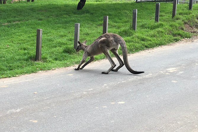 #1 Private Blue Mountains Tour by authentic story telling locals - The Itinerary Breakdown: What You Can Expect