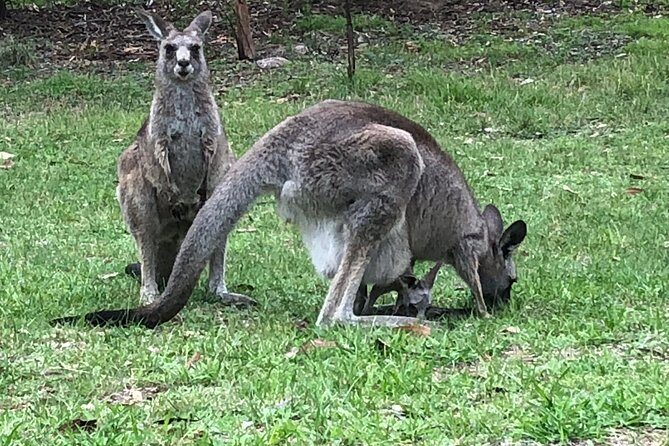 #1 Private Blue Mountains Tour by authentic story telling locals - The Sum Up