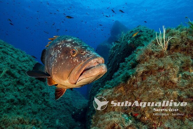 1-single-dive-in-the-capo-carbonara-marine-protected-area-for-patented