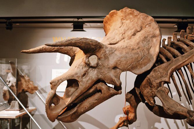 #1 Smithsonian Museum of Natural History | Satisfaction Guarantee - Final Thoughts: Who Would Love This Tour?