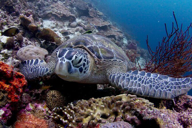 1-Week Philippines Package to Cebu and Palawan - Frequently Asked Questions