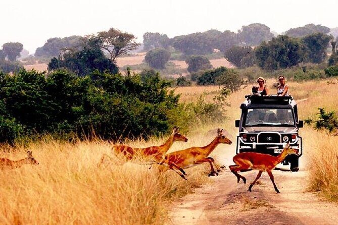 10-Day African Safari in Uganda from Kampala - An In-Depth Look at the 10-Day Uganda Safari