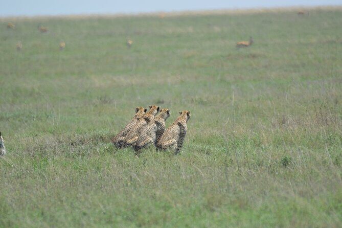 10-Day Amazing Comfort Camping Safari - What Travelers Can Expect