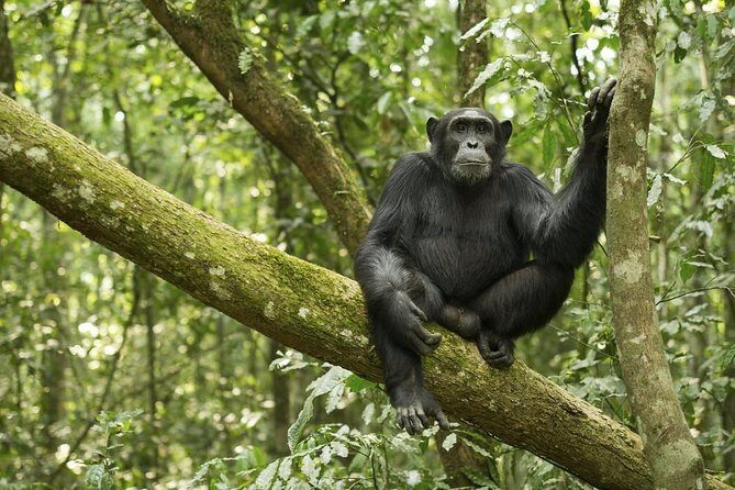 10 Day Best of Uganda Adventure Safari - What to Expect from the 10-Day Uganda Safari