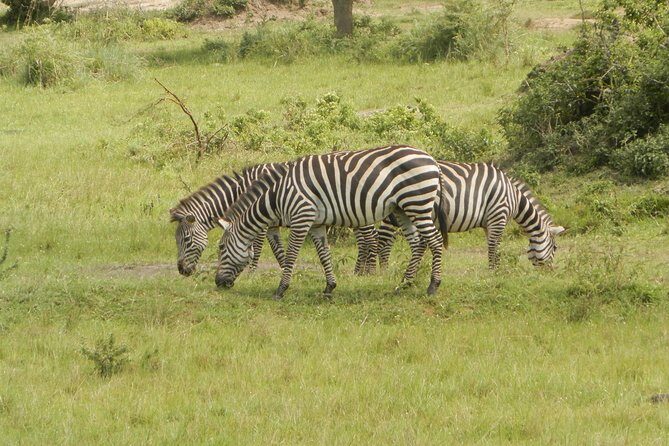10 Day Best of Uganda Adventure Safari - Day 3: Kibale National Park and Primate Encounters