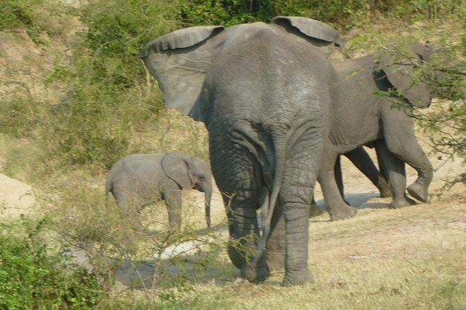 10 Day Best of Uganda Adventure Safari - Day 4: Morning Game Drive and Kazinga Channel Safari