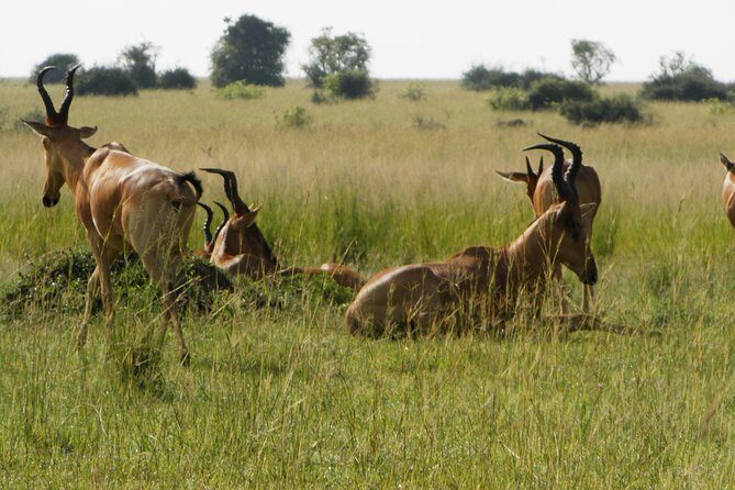 10 Day Best of Uganda Adventure Safari - Day 5: Ishasha and the Mountain Gorilla Trek