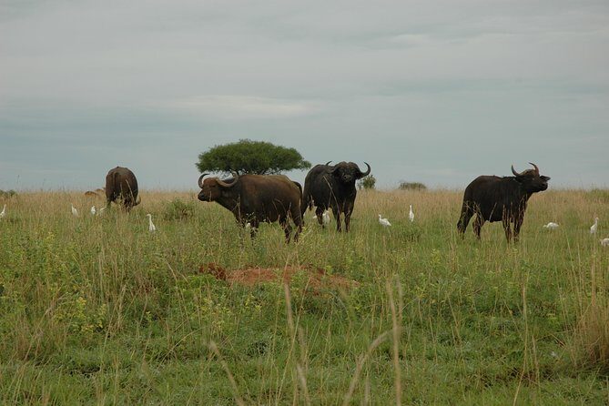 10 Day Best of Uganda Adventure Safari - Day 6: Gorilla Trekking in Bwindi