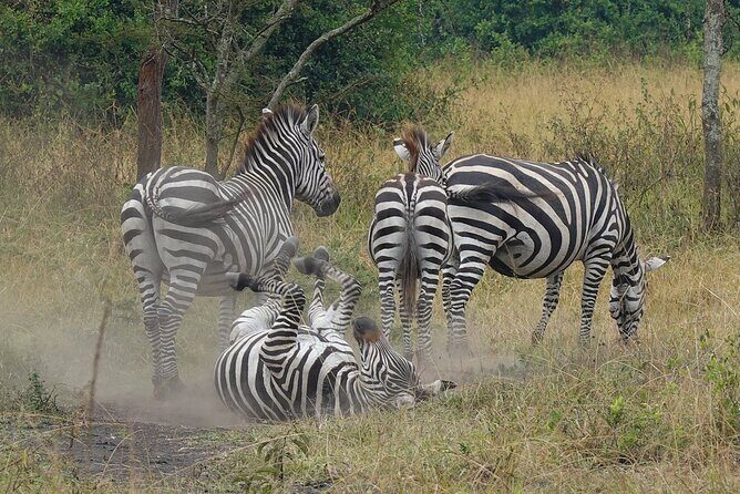 10-Day Big-7 Private Tour Experience in Uganda Safari - FAQ