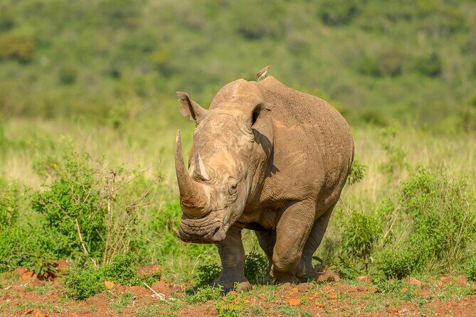 10 Day Bush and Beach Safari in Nairobi - A Complete View of the 10-Day Safari Experience