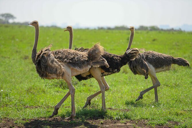 10 Day Bush and Beach Safari in Nairobi - Who Should Consider This Safari?