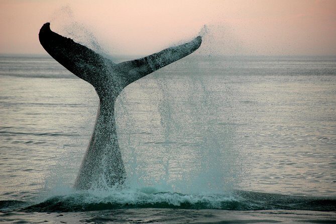 10 Day Cape & Garden Route Tour Combo with add-on accommodation - Final Thoughts: Is It Worth It?