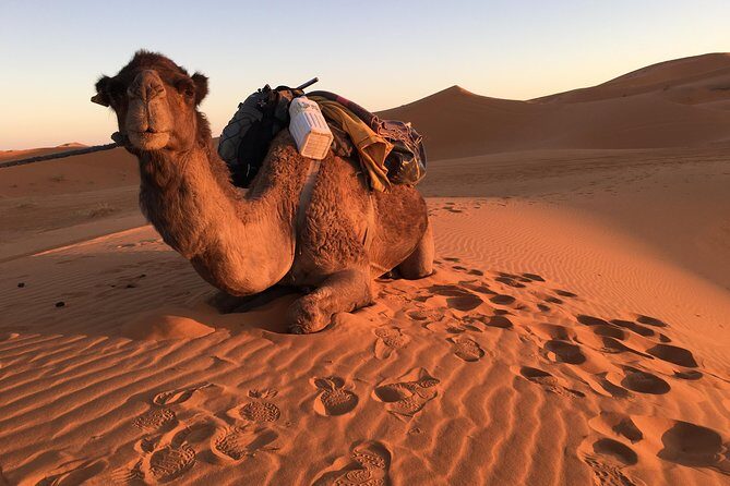 10-Day Chefchaouen to Sahara to Marrakech - Private Group - Exploring Fez’s Historic Charm